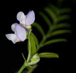 Louisiana vetch